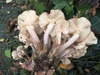 armillaria_mellea_6b.JPG