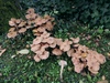 armillaria_mellea_7a.JPG
