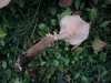 armillaria_mellea_7b.JPG