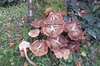 armillaria_mellea_9a.JPG