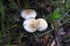 calocybe_gambosa_6a.JPG