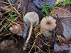 clitocybe_fragrans_4.jpg