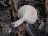 clitocybe_geotropa_1b.jpg