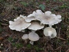 clitocybe_nebularis_1.jpg