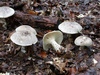 clitocybe_nebularis_2.jpg