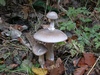 clitocybe_nebularis.jpg