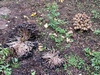 coprinus_micaceus_1f.jpg