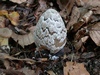 coprinus_picaceus_1.jpg