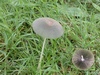 coprinus_plicatilis_1.jpg