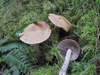 cortinarius_anomalus_1.jpg