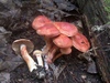 cortinarius_bolaris_1.jpg
