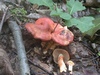 cortinarius_bolaris_2.jpg