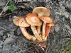 cortinarius_bolaris_3.jpg