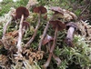 cortinarius_flexipes_2.jpg