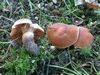 cortinarius_hinnuleus.jpg