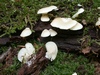crepidotus_mollis.jpg