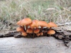flammulina_velutipes_6.jpg