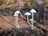 hemimycena_lactea_1a_det.H.Sandau.jpg