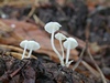 hemimycena_lactea_1b_det.H.Sandau.jpg