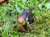 hygrocybe_conica_1b.jpg