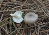 hygrophorus_pustulatus_1.jpg