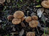 inocybe_cincinnata_var.major_det.H.Sandau_1a.jpg