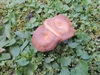 laccaria_laccata_6a.JPG