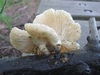 lentinus_tigrinus_1b.jpg
