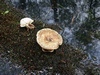 lentinus_tigrinus_4.jpg