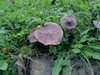lepiota_fuscovinacea_1a_det.H.Sandau.jpg