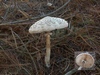 macrolepiota_rachodes_2.jpg