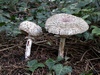 macrolepiota_rachodes_3.jpg