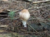 macrolepiota_rachodes_4a.jpg