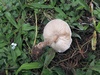 melanoleuca_humilis_1c.JPG
