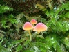mycena_adonis_2.jpg