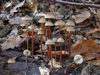 mycena_crocata_2.jpg