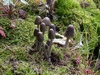 mycena_polygramma_1.jpg