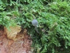 mycena_pseudocorticola_1a.jpg