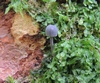 mycena_pseudocorticola_1b.jpg