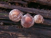 psathyrella_maculata_2b.jpg