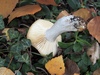 russula_exalbicans_g2.jpg