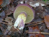 tricholomopsis_rutilans_2b.jpg