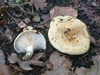 lactarius_acerrimus_1.jpg