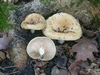 lactarius_acerrimus_2.jpg