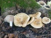lactarius_acerrimus_3.jpg