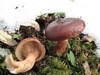 lactarius_badiosanguineus_1.jpg