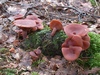 lactarius_camphoratus_1.jpg
