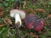 russula_atropurpurea_2.jpg