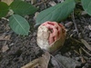 clathrus_ruber_2b.jpg