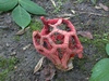 clathrus_ruber_5.jpg